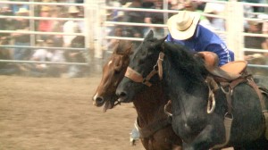 horses in the rodeo arena