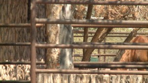 corral bars with horse